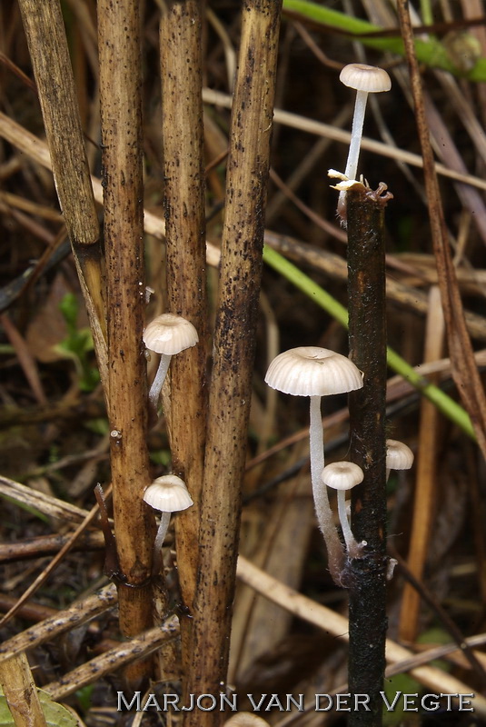 Rietmycena - Mycena belliae